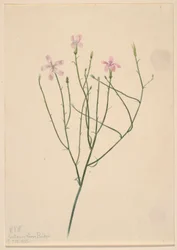 Skelettblomma (Lygodesmia juncea)