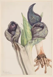 Skunkkål (Spathyema foetida)