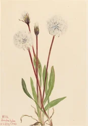 Smal agoseris (Agoseris gracilens)