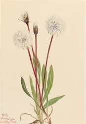 Smal Agoseris Agoseris gracilens, 1922.