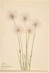 Smal bomullsgräs (Eriophorum chamissonis)