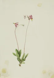 Smal skogsstjärna (Dodecatheon pauciflorum)