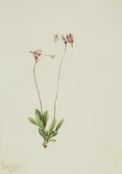 Slank stjärnskott Dodecatheon pauciflorum, 1909.
