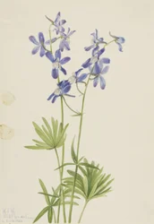 Smal riddarsporre (Delphinium depauperatum)
