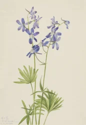 Slim Larkspur Dolphin utarmad, 1924.