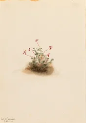 Små tranbär (Oxycoccus palustris)