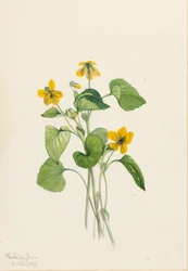 Slät gul viol (Viola eriocarpa)
