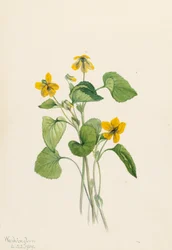 Slät gul violett Viola eriocarpa, 1919.