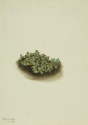 Snösilja (Salix nivalis)