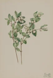 Snöbär (Symphoricarpos albus)