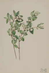 Snowberry Symphoricarpos albus, 1918.