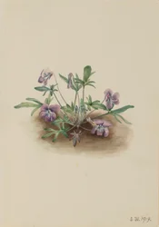 Sydkustens viol (Viola septemloba)