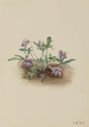 Southern Coast Violet Viola septemloba, 1919.