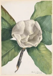 Sydlig magnolia (Magnolia grandiflora)
