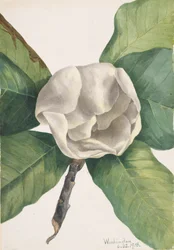 Södra Magnolia Magnolia grandiflora, 1918.
