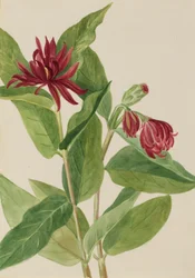 Spikbuske (Calycanthus occidentalis)