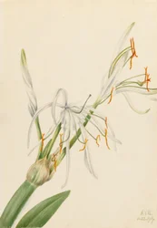 Spindellilja (Hymenocallis rotata)