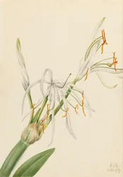 Spindellilja Hymenocallis rotata, 1919.