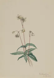 Fläckig pipsissewa (Chimaphila maculata)