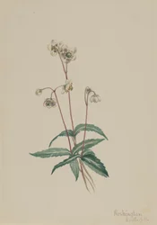 Fläckig Pipsissewa Chimaphila maculata, 1918.