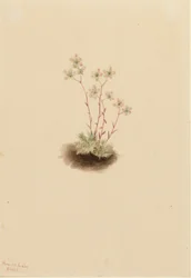 Fläckig saxifrage (Saxifraga bronchialis)