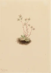 Fläckig saxifrage Saxifraga bronchialis, 1903.