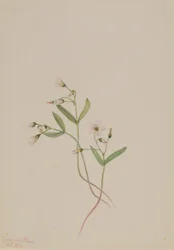 Vårskönhet (Claytonia lanceolata)