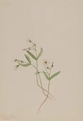 Vårskönhet Claytonia lanceolata, 1916.