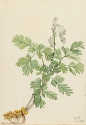 Ekorrmajs (Bikukulla canadensis)