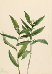 Stjärna Salomonplume (Stjärna Vagnera)