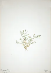 Stelleria leata, 1917.