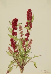 Bärmållor Chenopodium capitatum, 1918.