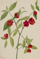 Jordgubbsbuske - "Hjärtan fyllda av kärlek" (Euonymus Americanus)