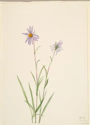 Träskaster (Aster paludosus)