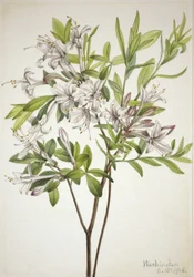 Träskazalea (Azalea viscosa)