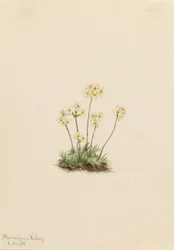Söt androsace (Androsace carinata)