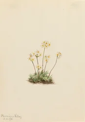 Söta Androsace Androsace carinata, 1916.