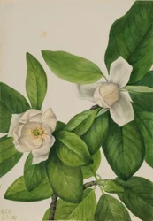 Gullregn (Magnolia virginiana)