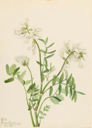 Sötväppling (Hedysarum mackenzii)