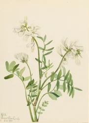 Sweetvetch Hedysarum mackenzii, 1921.