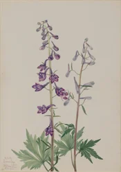 Hög lärkspirea (Delphinium elongatum)