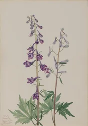 Hög larksporre Delphinium elongatum, 1920.