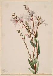Tjärblomster (Befaria racemosa)
