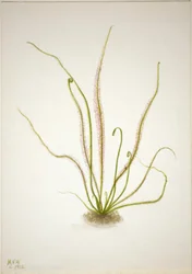 Trådbladig solvända (Drosera rotundifolia)