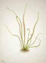 Trådbladssoldagg Drosera rotundifolia, 1933.
