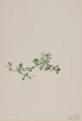 Efterföljande Houstonia (Houstonia procumbens)