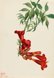 Trumpet Creeper Bignonia radicans, 1926.