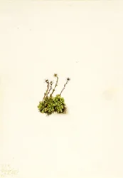 Saxifraga i tuvor (Saxifraga caespitosa)