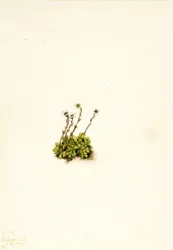 Tuftad saxifrage Saxifraga caespitosa, 1921.