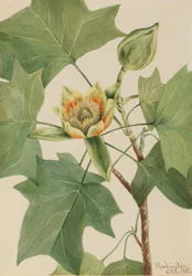 Tulpanträd Liriodendron tulipifera, 1918.